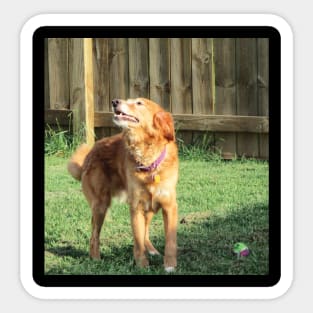 Golden Retriever Sticker